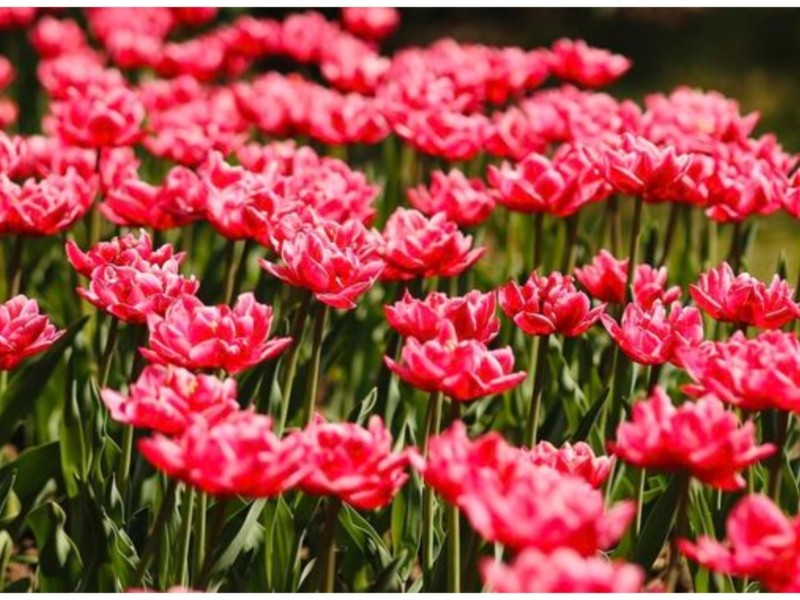 Пік цвітіння трьох мільйонів тюльпанів  – незабутня подія, не прогавте момент у Добропарку