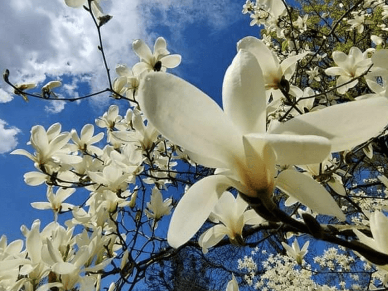 Справжній весняний рай у столиці: киян запрошують відвідати ботсад Фоміна