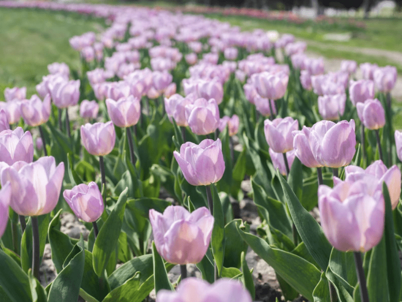 У Добропарку відкрився сезон тюльпанів: киян запрошують насолодитися красою квітів