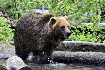 Для ведмедів у КиївЗоо облаштували нові природні вольєри: приходьте подивитися на клишоногих велетнів