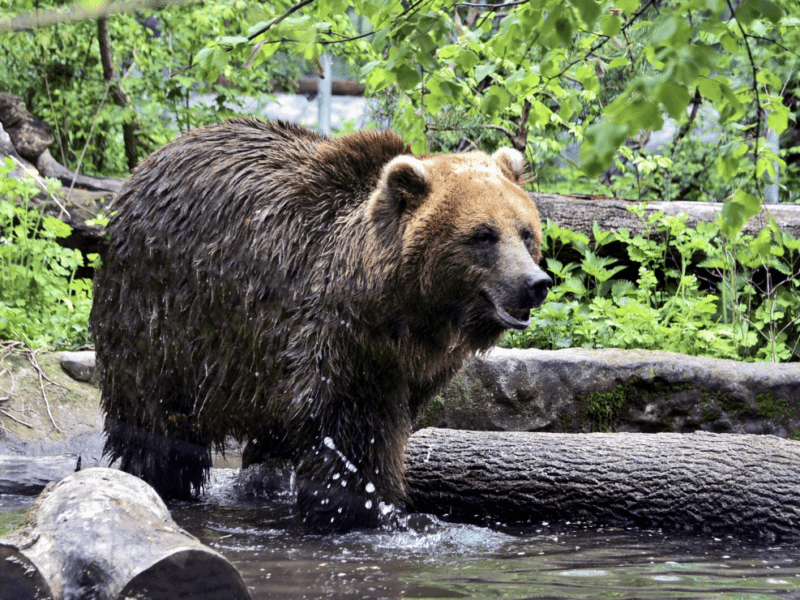 Для ведмедів у КиївЗоо облаштували нові природні вольєри: приходьте подивитися на клишоногих велетнів
