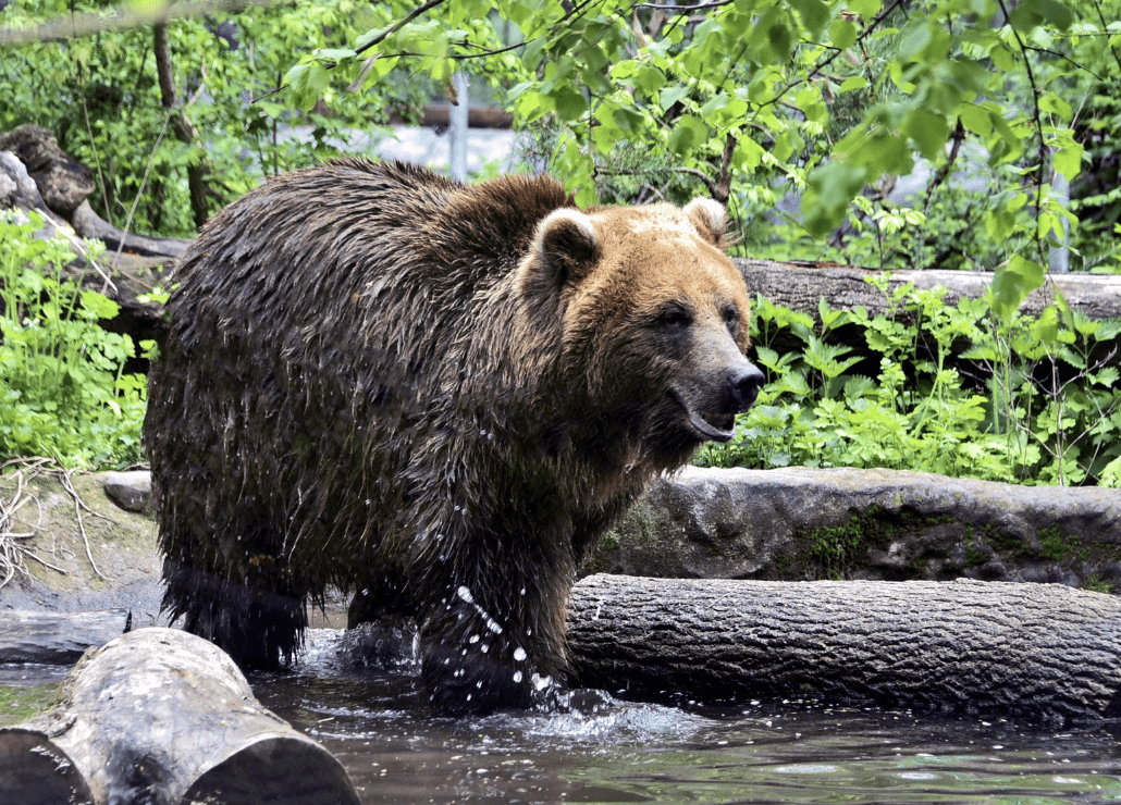 Для ведмедів у Київзоо облаштували нові природні вольєри: приходьте подивитися на клишоногих велетнів