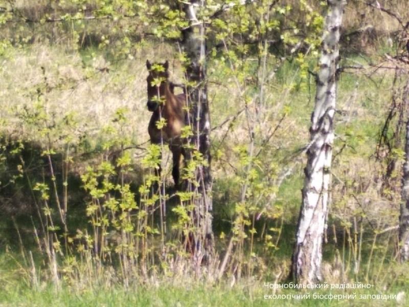 У Чорнобильському заповіднику червонокнижний кінь підірвався на російській міні