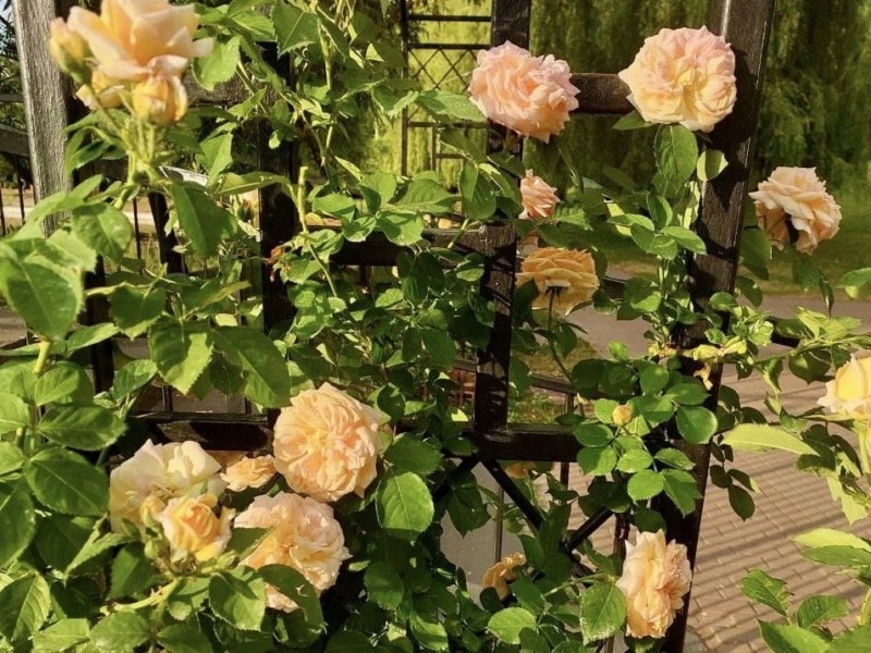 Нова локація для романтичних фотосесій: у парку на Солом’янці вже квітують трояндові арки