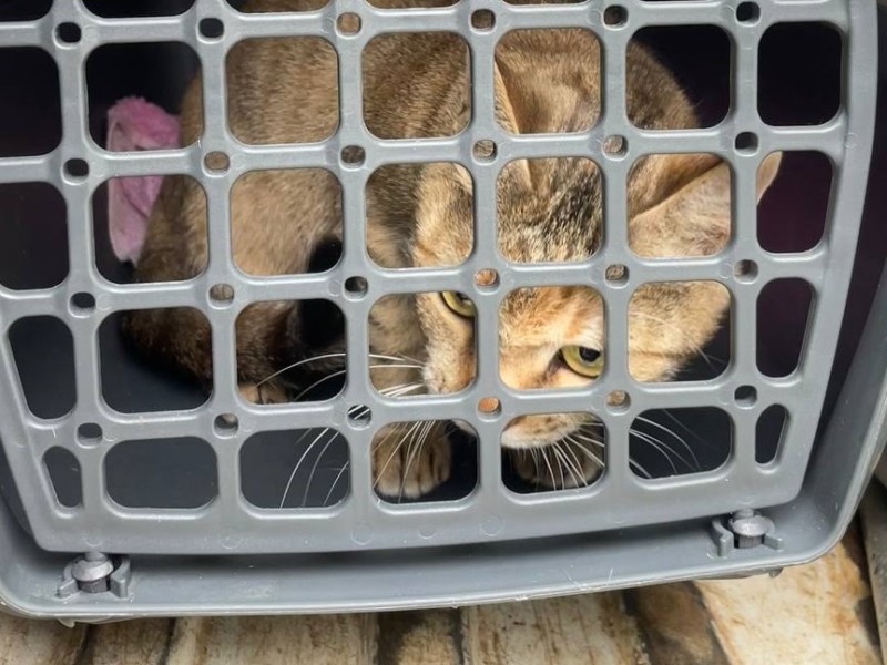У Києві разом з правоохоронцями рятували зачиненого у квартирі кота – господарю виписали штраф