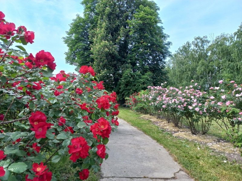 Найбільший в Україні сад троянд на території Ботсаду Гришка відкрили для відвідувачів