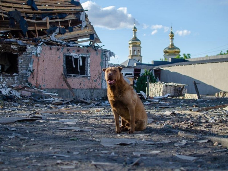 Уроки вірності від тварин: бійці показали щемливе фото, як пес чекає на господаря біля розбомбленого будинку
