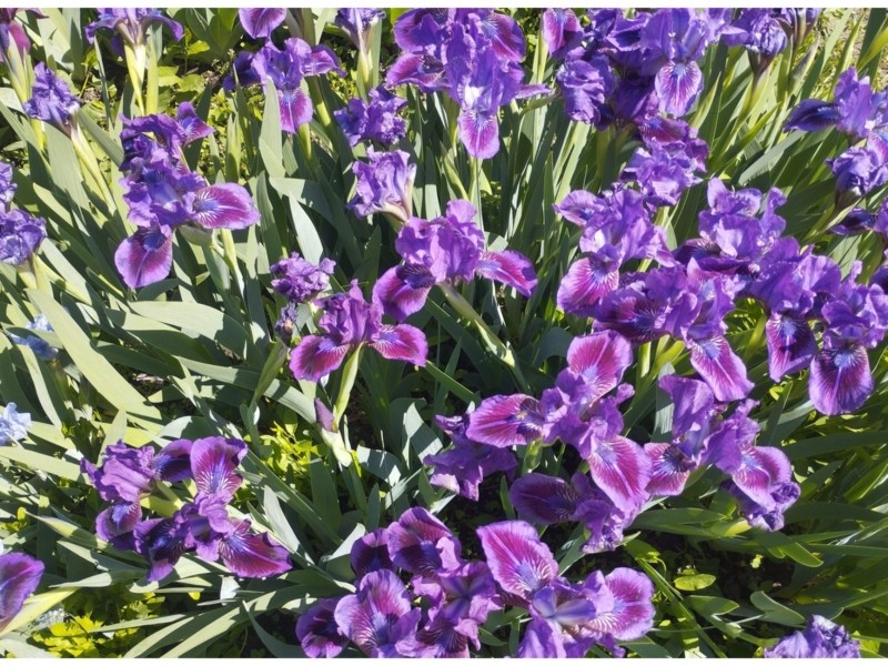 У Ботсаду Гришка наступила пора цвітіння ірисів: першими квітують карлики (фото)