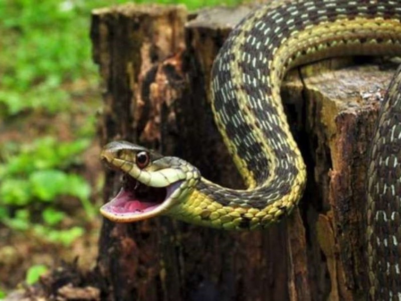 Травень – час народження змій: як слід поводитись, вирушаючи на природу в Києві