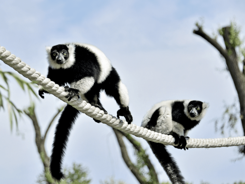 Мавпи і лемури у зоопарку повернулися на свої зелені острови: приходьте подивитися
