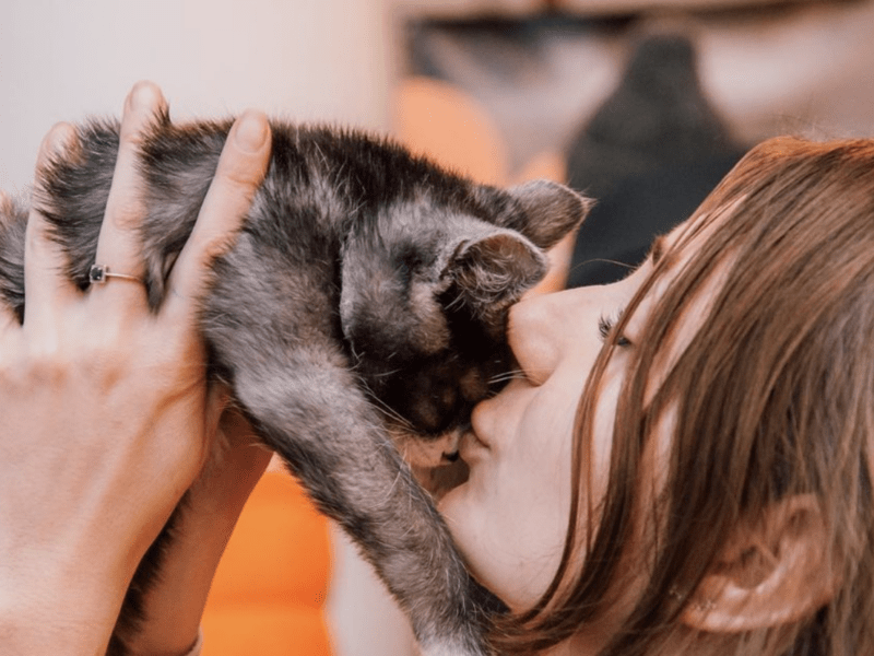 У Києві відбудеться фестиваль AdoptMe Days: знайдіть собі пухнастого друга