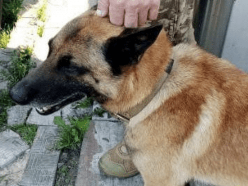 Тричі вистрелив з вікна: у Києві чоловік вбив собаку своєї сусідки