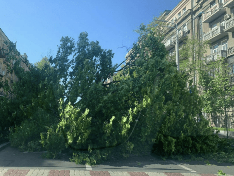 У центрі міста повалене дерево перегородило дорогу: об’їжджайте ділянку