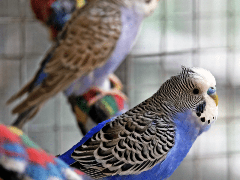 Хвилясті папужки у КиївЗоо переїхали в нову літню домівку: приходьте подивитися на врятованих птахів