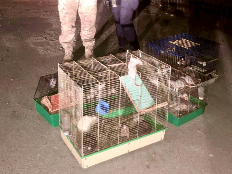 На Київщині нелюди викинули на вулицю клітки з декоративними пацюками: киян просять прихистити тваринок