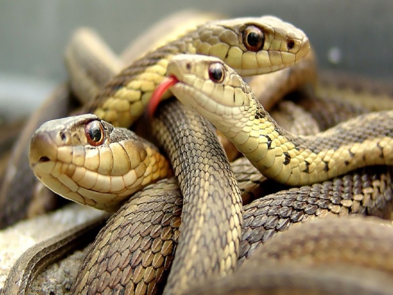 Після дощів у Києві повно зміїв – які з них отруйні та кого кусають розповідає біолог
