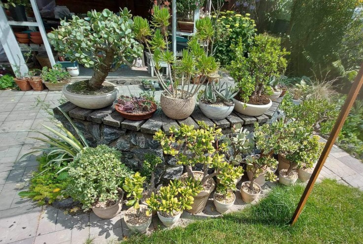 Є рослини, яким понад 30 років: киянка колекціонує та розводить неймовірні кактуси