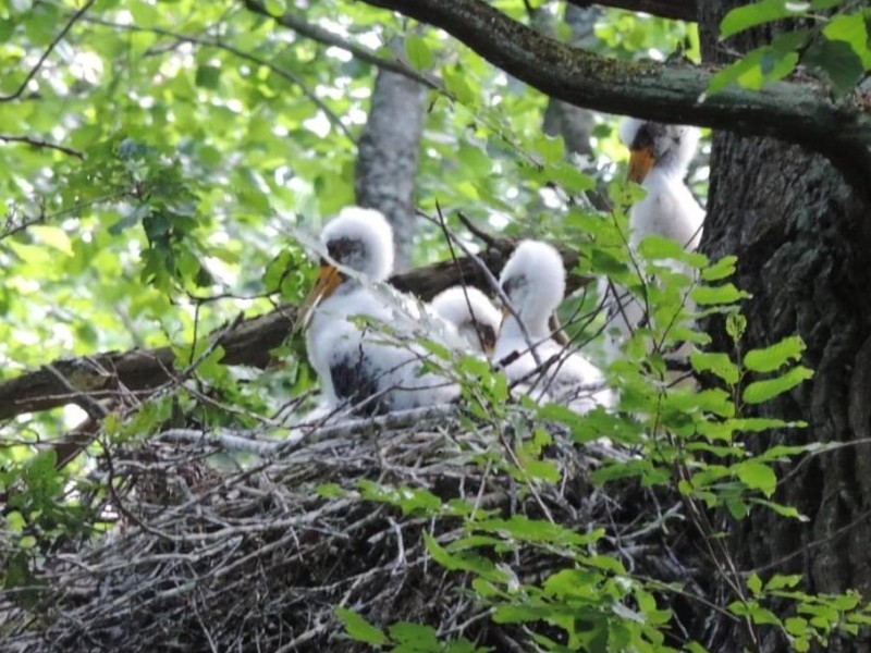 На Київщині створили охоронні зони для захисту рідкісних птахів