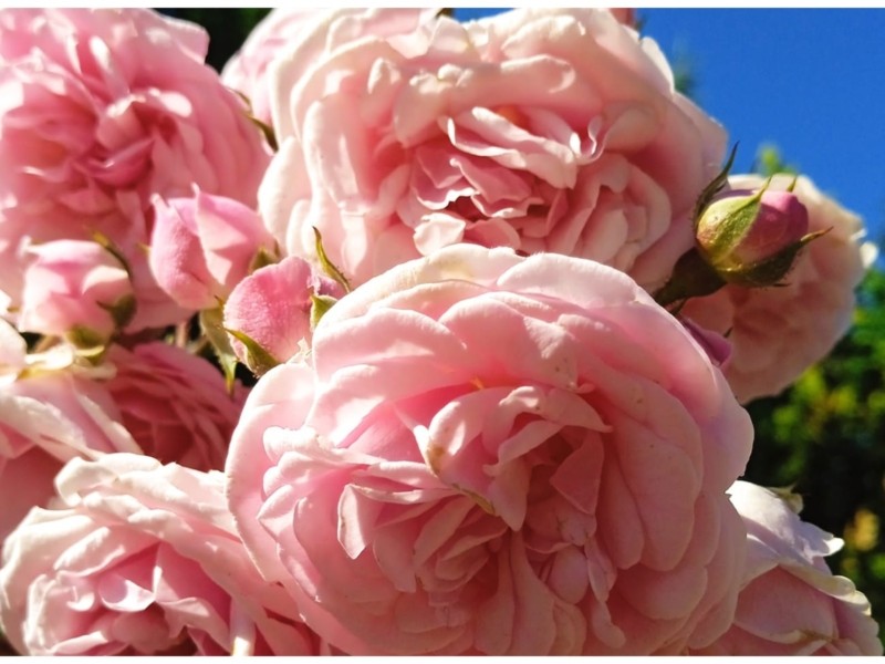 У Сирецькому дендропарку літо буяє трояндами, жасмином, липою, тюльпановим деревом