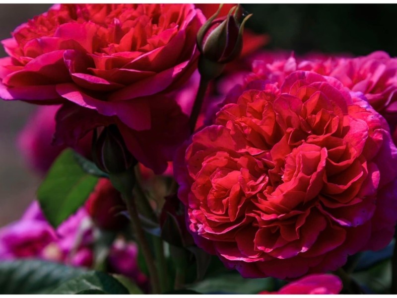 У Добропарку розквітло “серце”, ранні сорти лаванди та буяють понад 50 сортів троянд (відео)