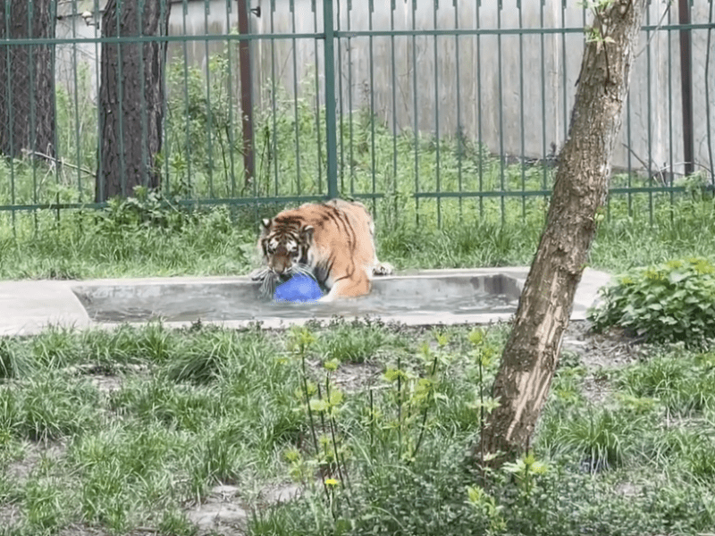 Любить гратися та купатись в басейні: Тігрюля з Центру порятунку шукає друга-опікуна