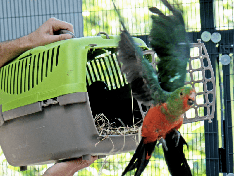 Для врятованих птахів у київському зоопарку створили спільну експозицію: приходьте подивитися