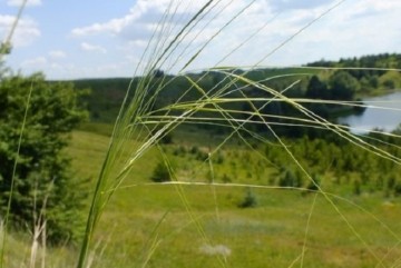 На Київщині створили три нові заповідні об’єкти для охорони червонокнижних рослин