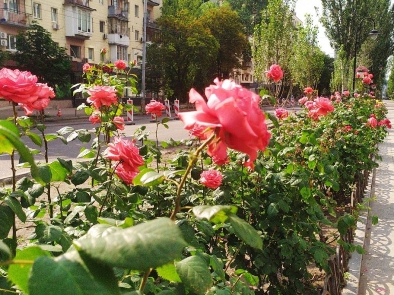 Бульвар Лесі Українки знову зацвів трояндами