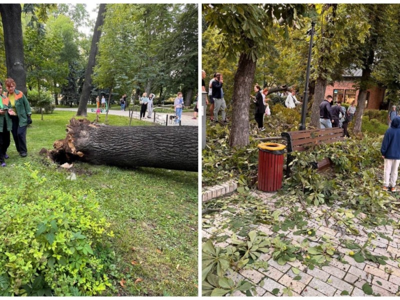 Четверо людей потрапили до лікарні від падіння дерева у центральному парку