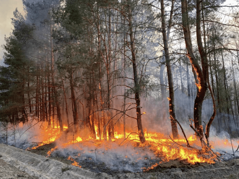 Киянам заборонено відвідувати ліси та лісопаркові зони: у столиці надзвичайний рівень пожежної небезпеки