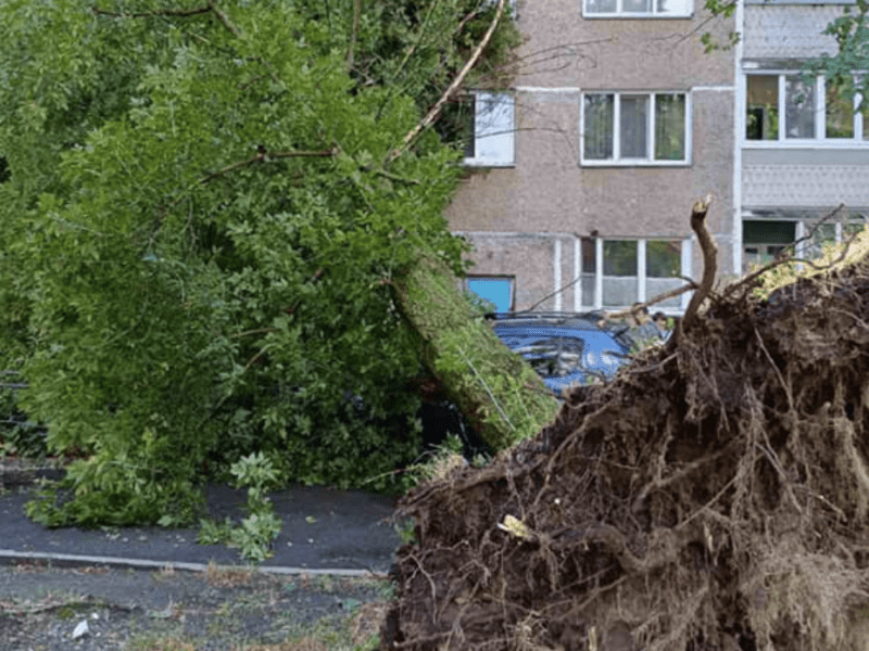 Закрийте вікна та не ходіть під деревами: сильний вітер очікується у столиці