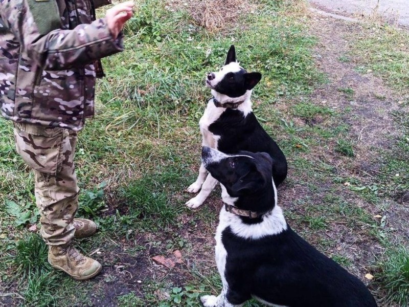 Захисники шукають родину для Доміно та Мавіка, яких врятували з артилерійського полігону