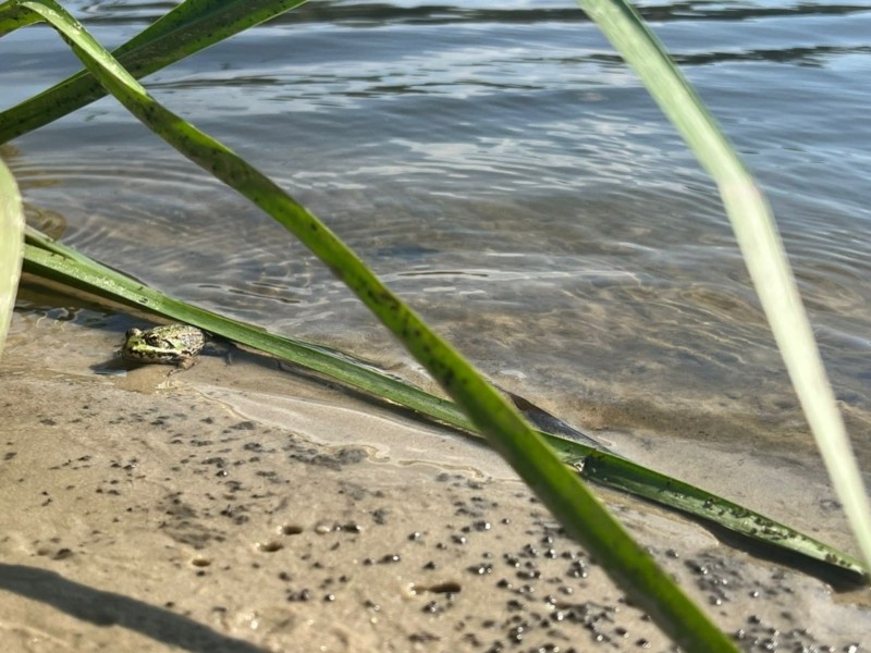 Десна потроху очищується: яка сьогодні якість води у місцях водозаборів для Києва