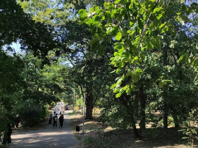 Метеоліто у Києві все ще триває, а дерева в парках зелені, як у липні – загадки природи