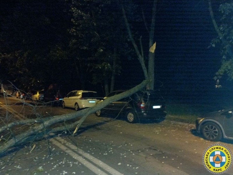 У Києві дерево впало на припарковану автівку