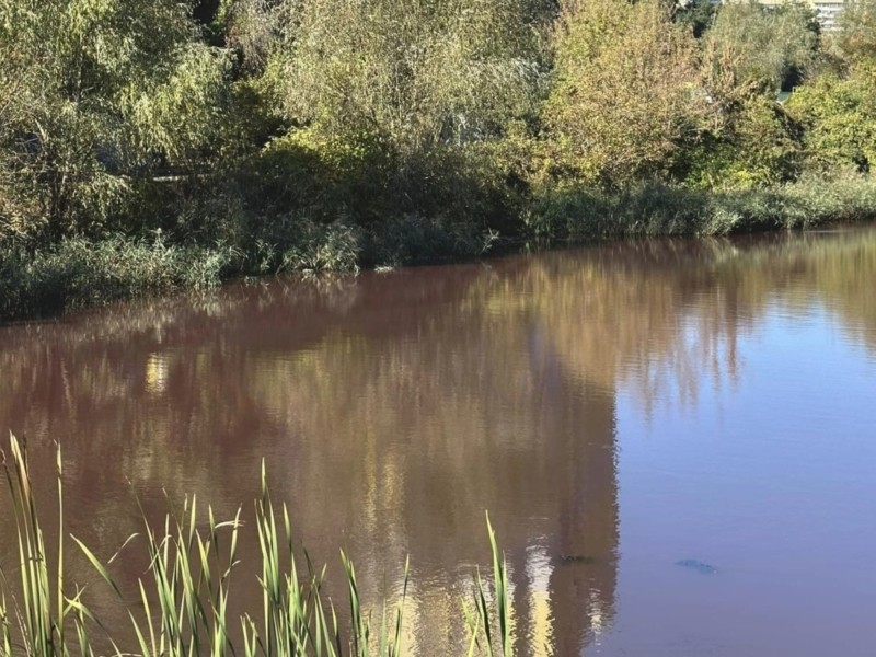 Стало відомо, чому почервоніла вода у Совських ставках