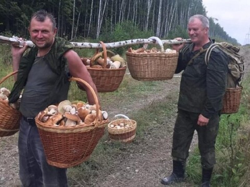 Відрізняти їстівні гриби від поганок мало – рятувальники вчать, як не заблукати в лісі