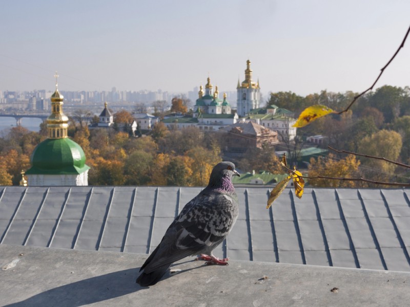 Які сюрпризи підготувала погода киянам у четвер