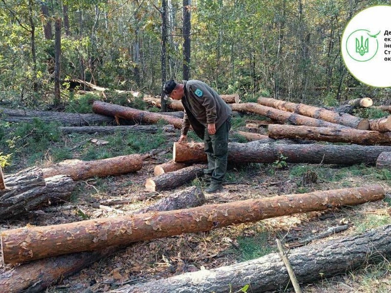 Незаконна вирубка лісу в зоні відчуження