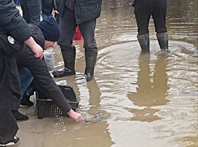 Столичне водосховище зарибили молодими коропами, товстолобами, білими амурами