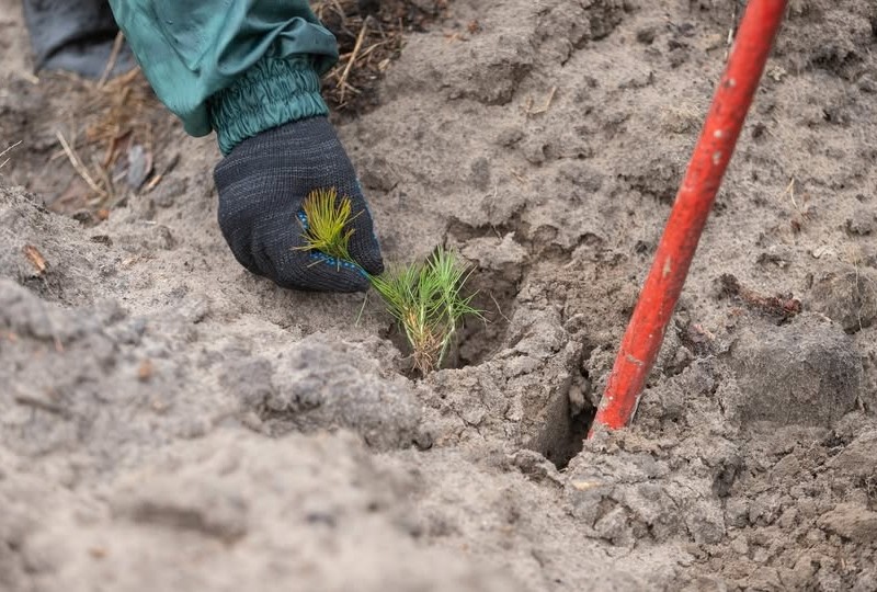 У Києві з початку року відновили майже 12 га лісу – яке лісогосподарство попрацювало найкраще