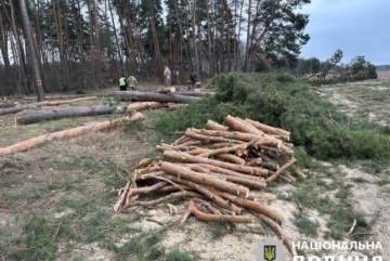 На Київщині затримали лісоруба-браконьєра: збитки для держави перевищили 700 тисяч гривень