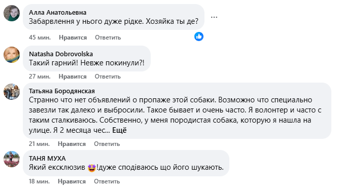 На Трухановому острові знайшли неймовірного гарного песика, шукають власника