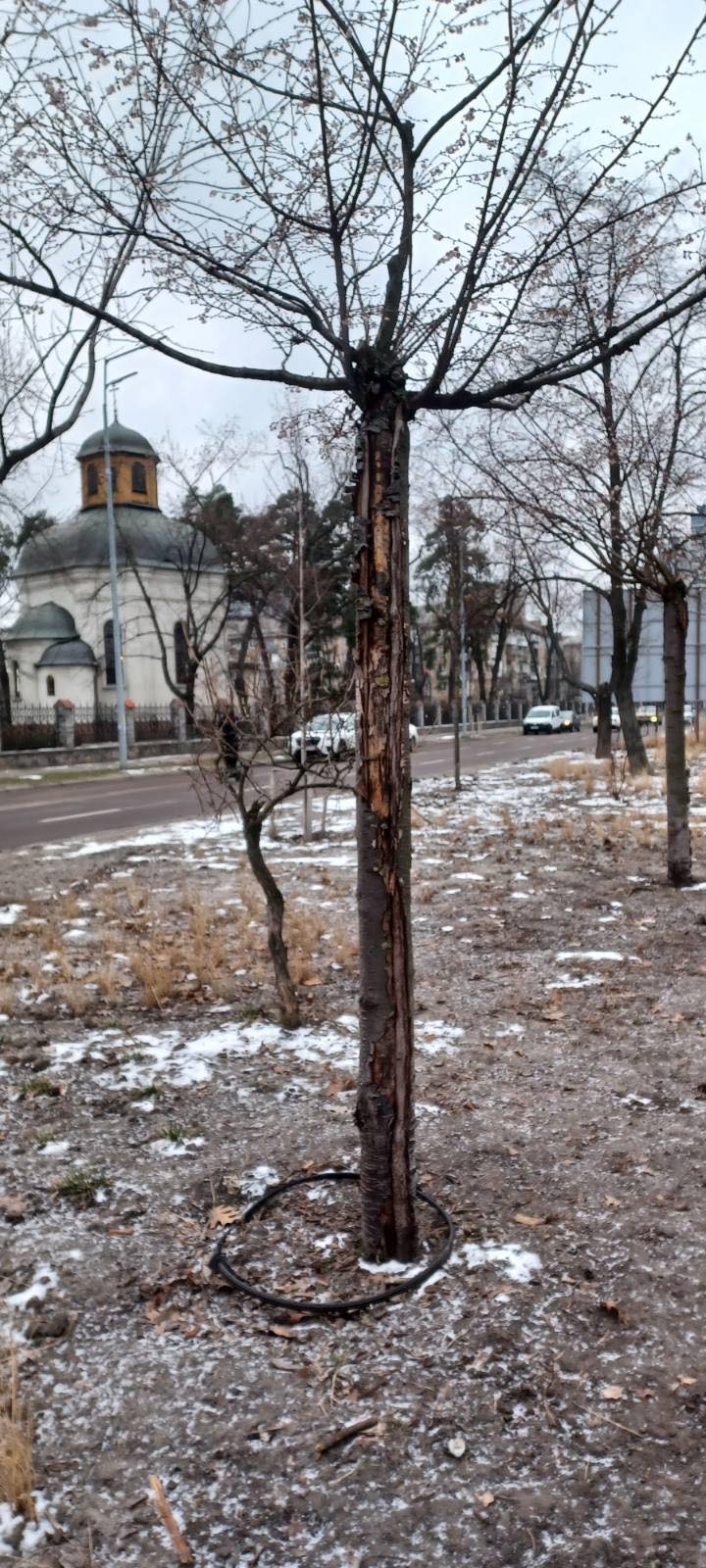 Озеленювачі відповіли на звинувачення у поганому догляді за сакурами у Дніпровському районі