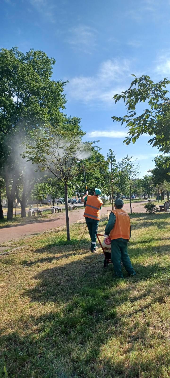 Озеленювачі відповіли на звинувачення у поганому догляді за сакурами у Дніпровському районі