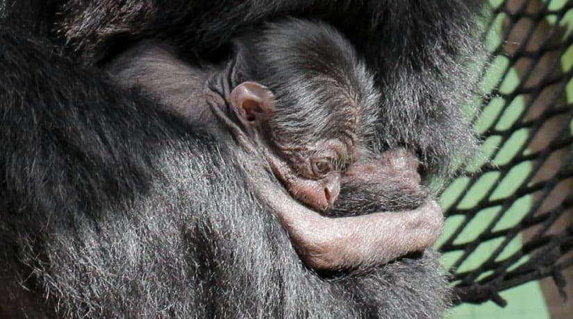 Зоопарк показал детенышей животных, родившихся в этом году