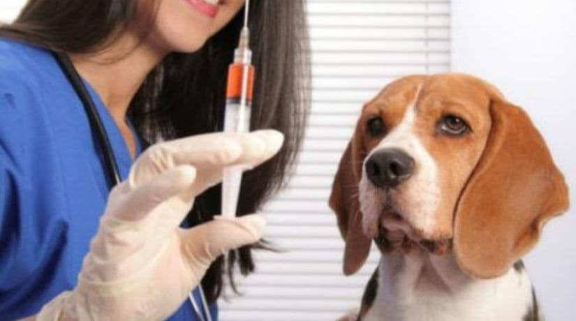 Подбайте про улюбленців: у Гостомельській громаді безкоштовно вакцинують і чіпують домашніх тварин
