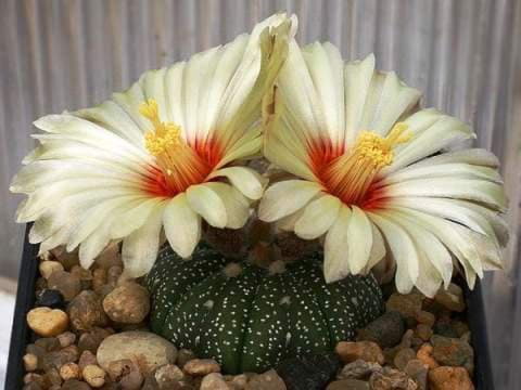 Дом природы приглашает на выставку цветущих кактусов и суккулентов