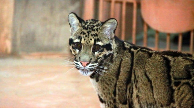 В частном зоопарке «ХІІ месяцев» появился редкий вид леопарда