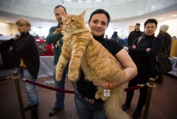 В Украинском доме пройдет международный бал котов